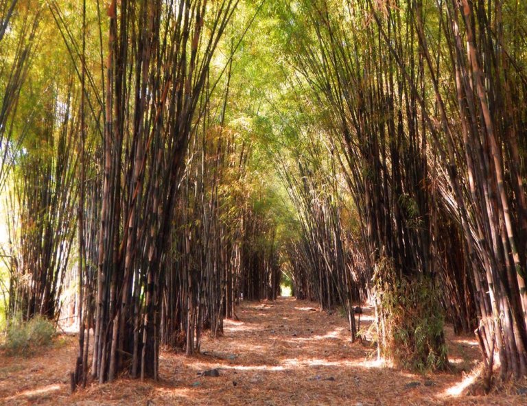 Pemanfaatan Bambu  BALAI PENGELOLAAN DAERAH ALIRAN SUNGAI 